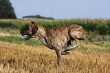 DOGUE ALLEMAND 334